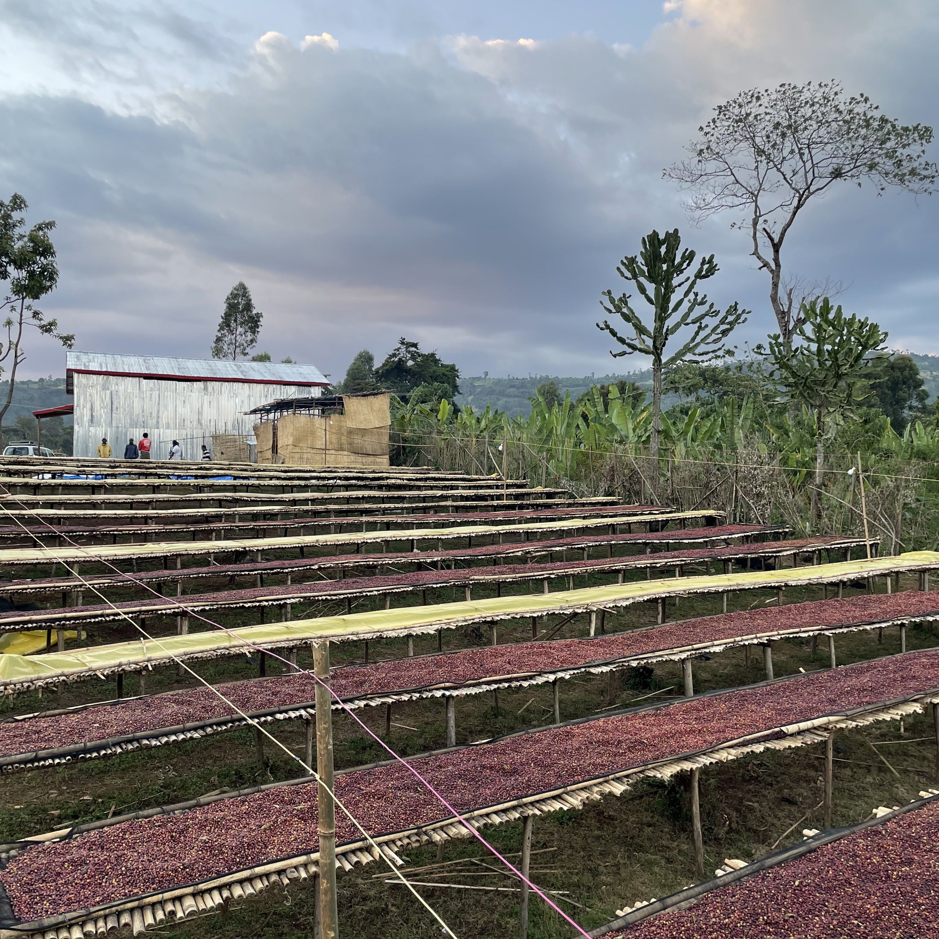 Ethiopia Shantawene Lot.Sep Natural(24/25年クロップ) | ORIGIN